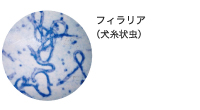 フィラリア